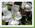 Die Apfelblüte hat Besuch Die Apfelblüte hat Besuch
